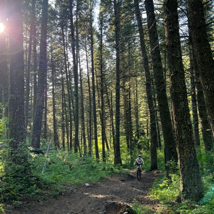 Truman Gulch trail in Bozeman, Montana with a sun streaming in through the trees.