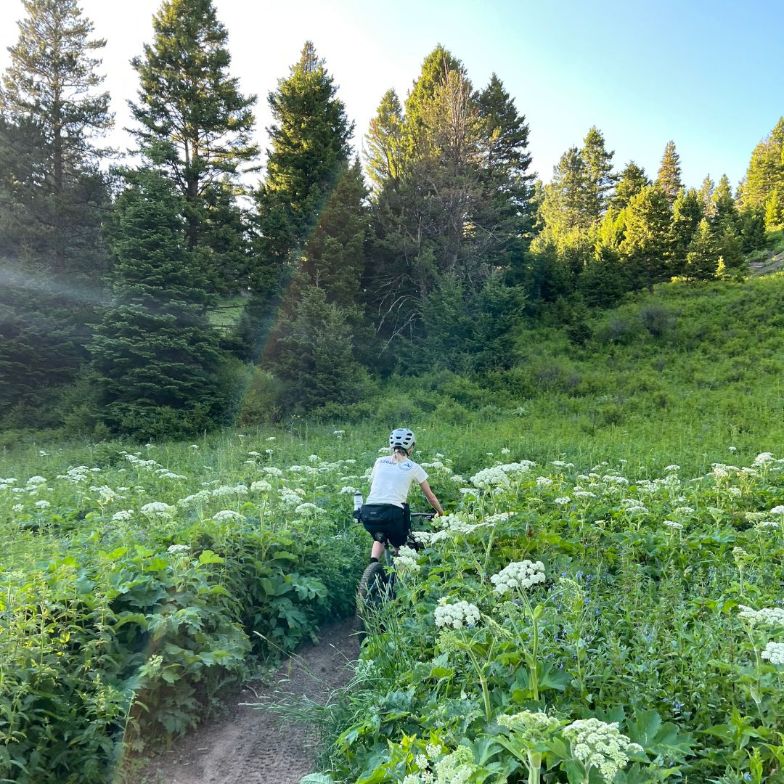 Truman Gulch trail in Bozeman, Montana with a mountain biker surrounded by wildflowers.
