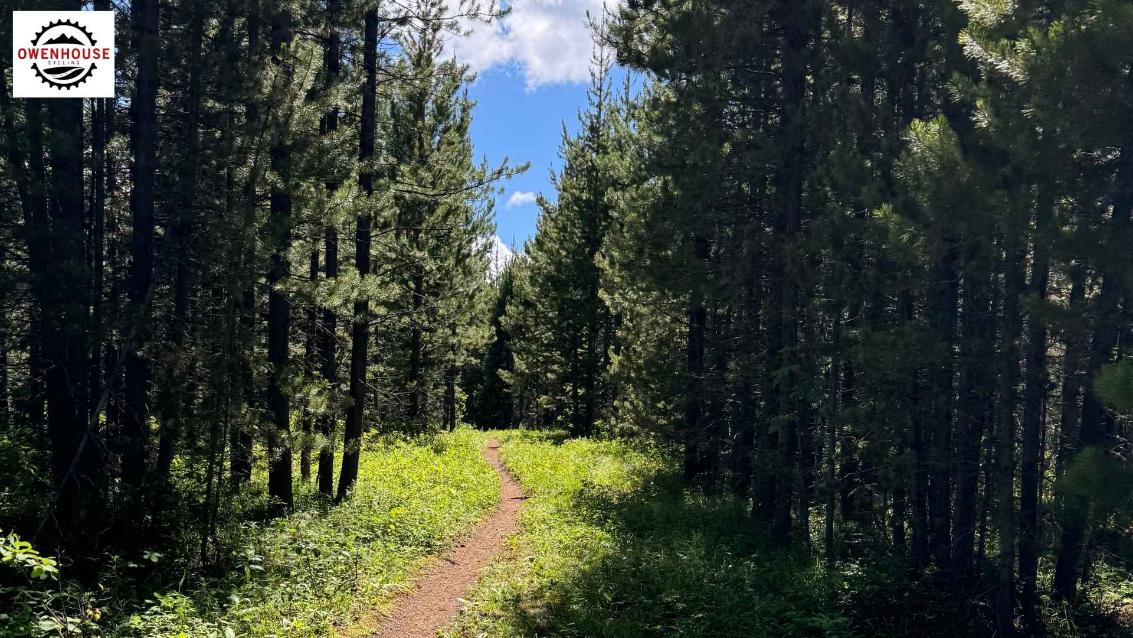 mountain bike trail in the mountains near Bozeman! green grass, blue sky, pine trees