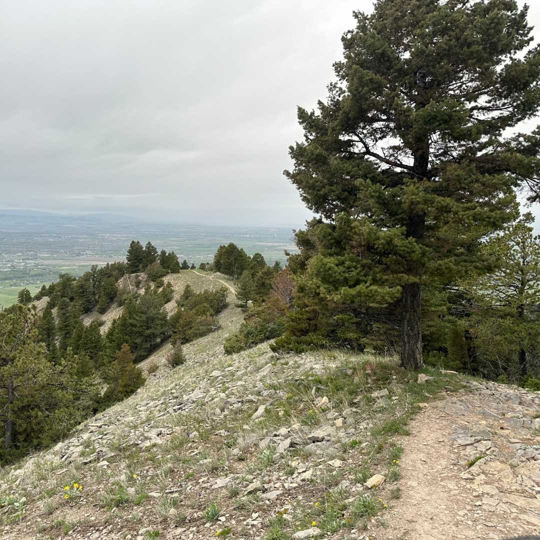 trail view with pine tree on left and mountains off in distance