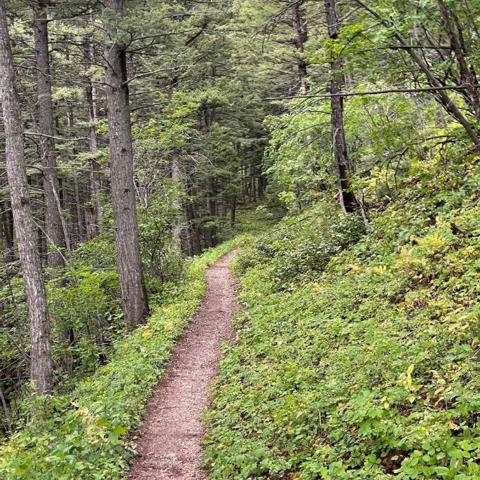 dirt trail through green trees