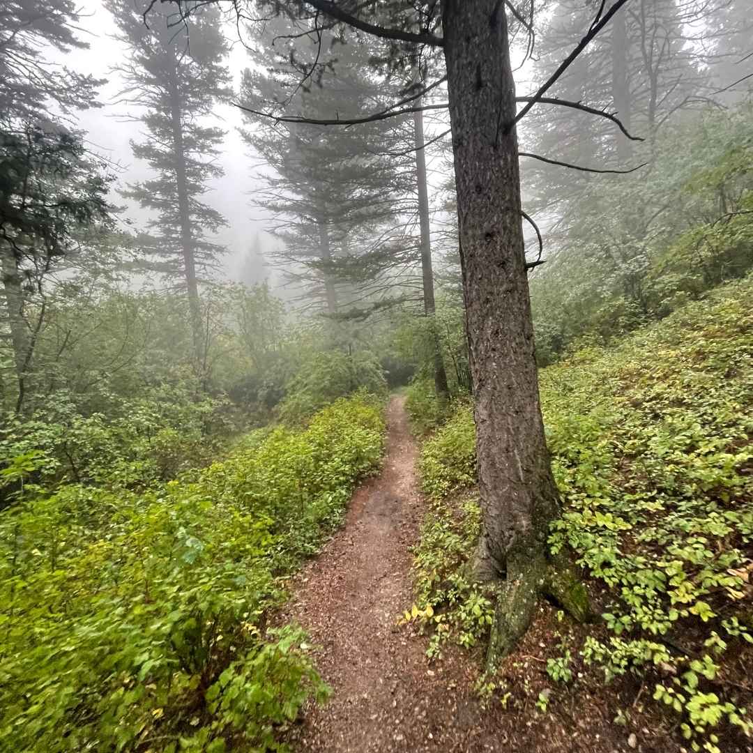 dirt trail through green trees in misty forest