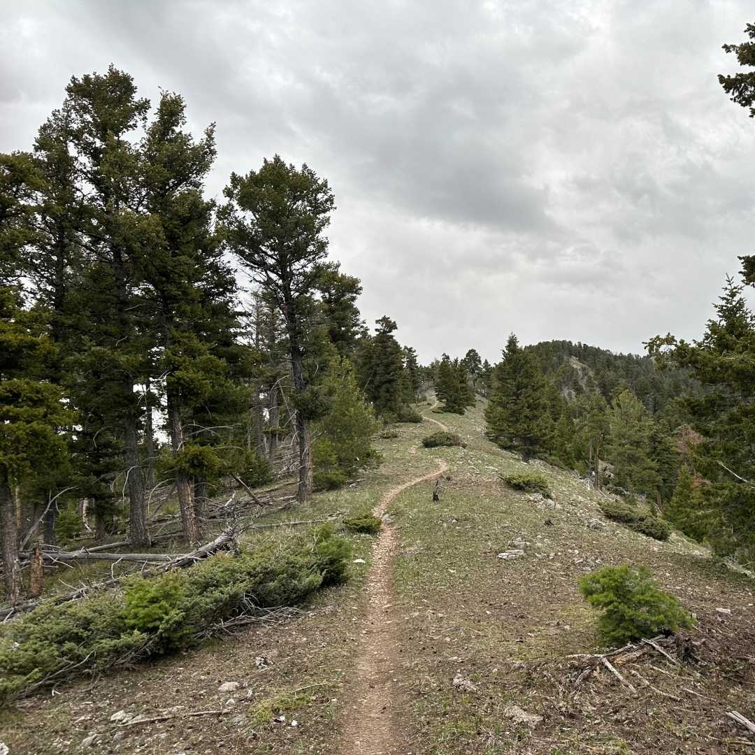 windy dirt trail with some pine trees - higher on ridge!