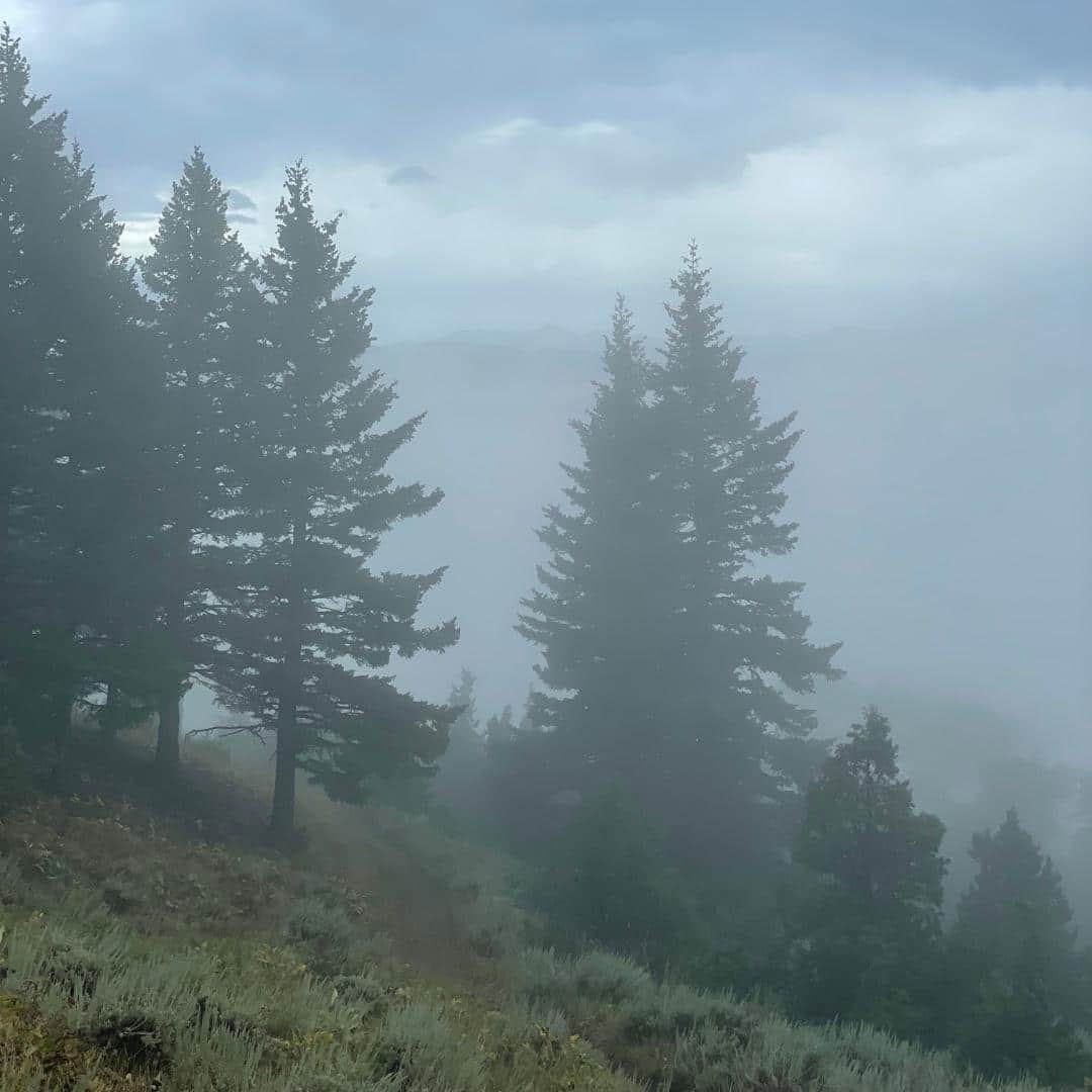 misty view from trail through pine trees