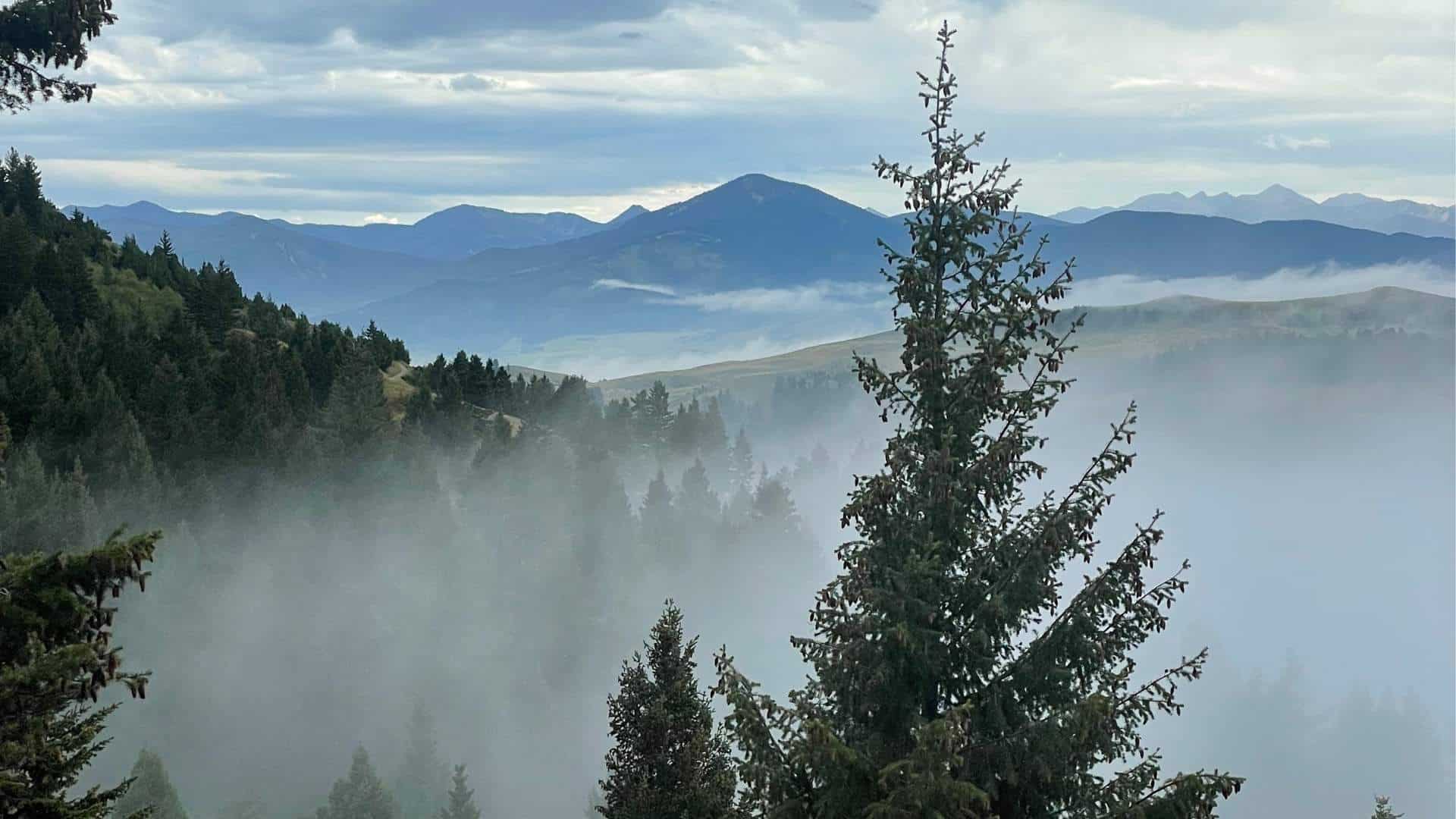 landscape view - pine tree in foreground, misty clouds floating in the trees, mountains in the background