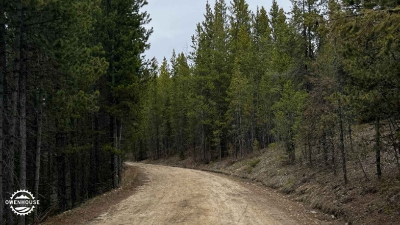 dirt road surrounding by trees in Bozeman, MT